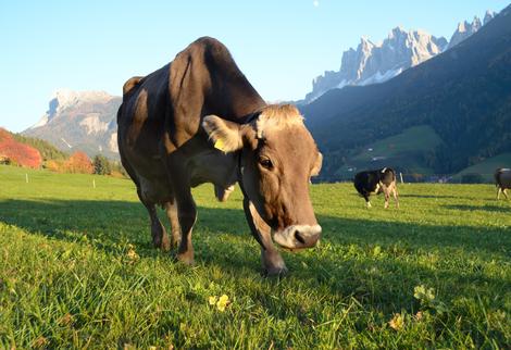 Kuh auf der Weide