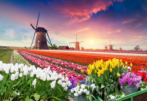 Tulpenblüte und Windmühlen