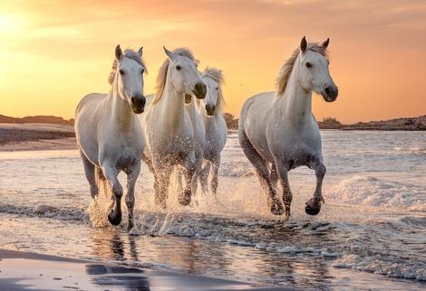 Camargue Pferde