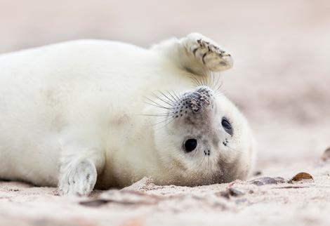 Seehundbaby im Sand