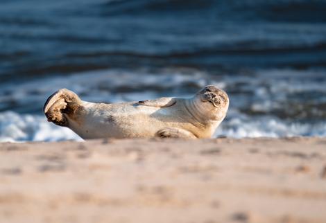Seerobbe auf Sylt