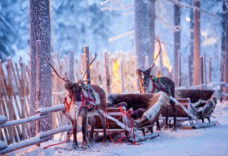 Rentiere in Rovaniemi