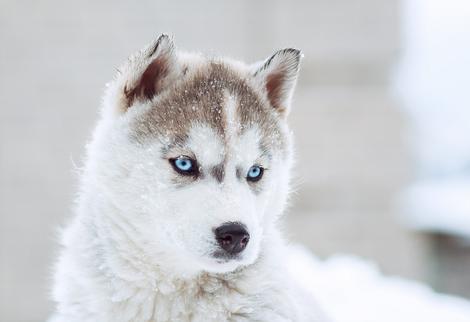 Huskywelpe im Schnee