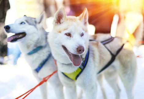 Hundegespann vor dem Schlitten