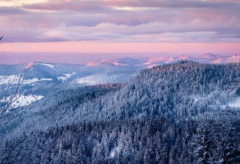 Wintermorgen im Schwarzwald