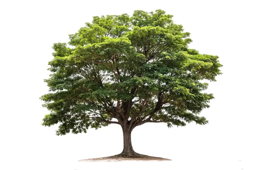 Baum grüner Laubbaum