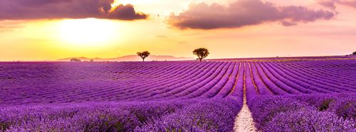 Sommer in der Provence