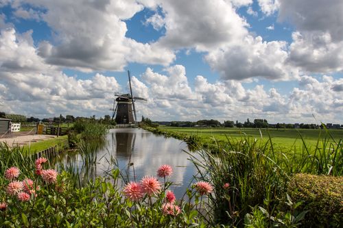 Dahlienzauber in Holland