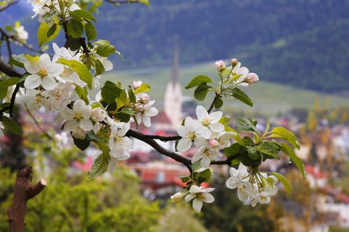 Südtirol zur Apfelblüte