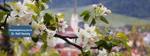 Südtirol zur Apfelblüte