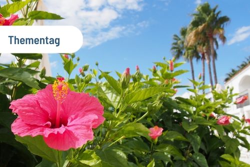 Thementag vianovas "Magic M‘s" - von Montenegro übers Mittelmeer bis nach Madeira