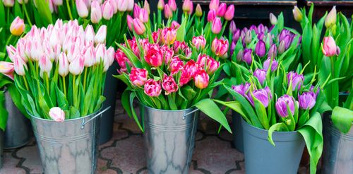 Potsdam zum Tulpenfest